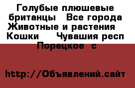 Голубые плюшевые британцы - Все города Животные и растения » Кошки   . Чувашия респ.,Порецкое. с.